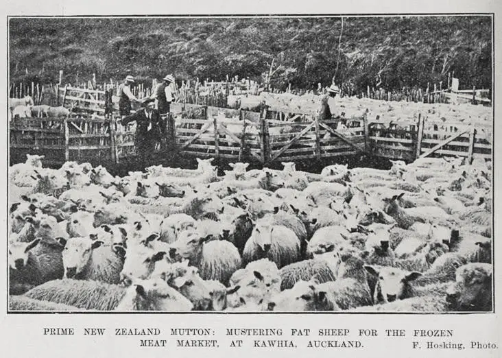 PRIME NEW ZEALAND MUTTON: MUSTERING FAT SHEEP FOR THE FROZEN MEAT MARKET, AT KAWHIA, AUCKLAND