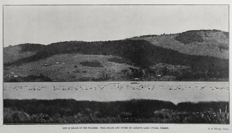 OUT OF REACH OF THE POCACHER: WILD SWANS AND DUCKS ON CATLIN'S LAKE, OWAKA, NELSON
