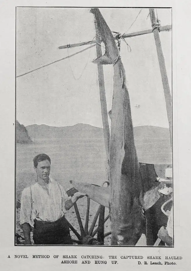 A NOVEL METHOD OF SHARK CATCHING: THE CAPTURED SHARK HAULED ASHORE AND HUNG UP