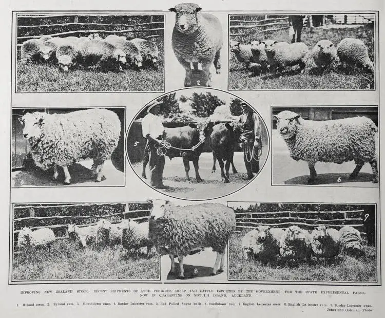 IMPROVING NEW ZEALAND STOCK, RECENT SHIPMENTS OF STUD PEDIGREE SHEEP AND CATTLE IMPORTED BY THE STATE EXPERIMENTAL FARME, NOW IN QUARNTINE ON MOTUIHI ISLAND, AUCKLAND
