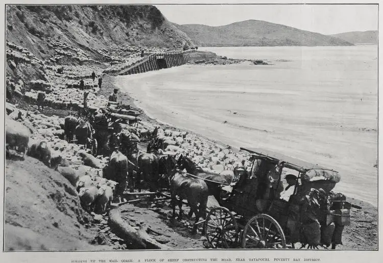 HOLDING UP THE MAIL COACH: A FLOCK OF THE SHEEP OBSTRUCTING THE ROAD, NEAR TATAPOURI, POVERTY BAY DISTRICT