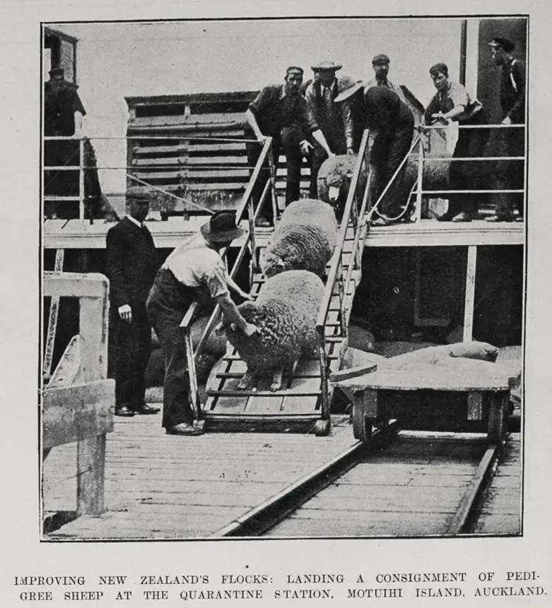 IMPROVING NEW ZEALAND'S FLOCKS: LANDING A CONSIGNMENT OF PEDIGREE SHEEP AT THE QUARANTINE STATION, MOTUIHI ISLAND, AUCKLAND