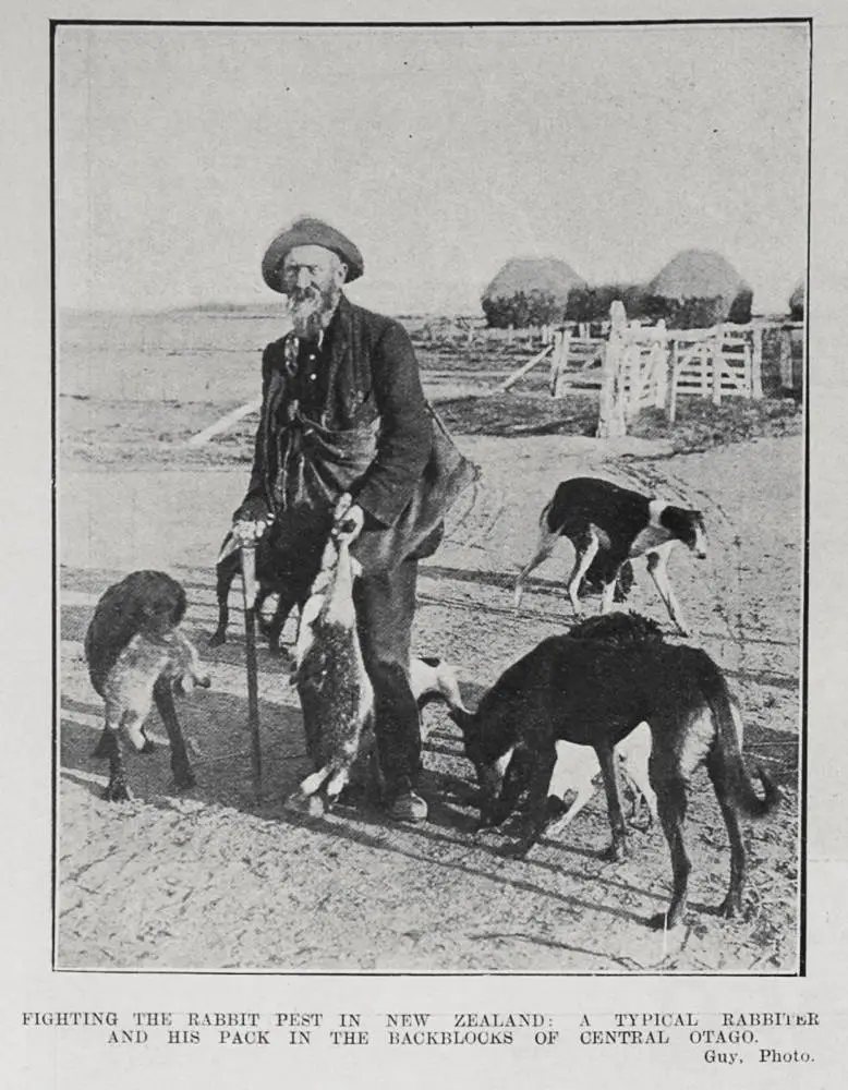 FIGHTING THE RABBIT PEST IN NEW ZEALAND: A TYPICAL RABBITER AND HIS PACK IN THE BACKBLOCKS OF CENTRAL OTAGO