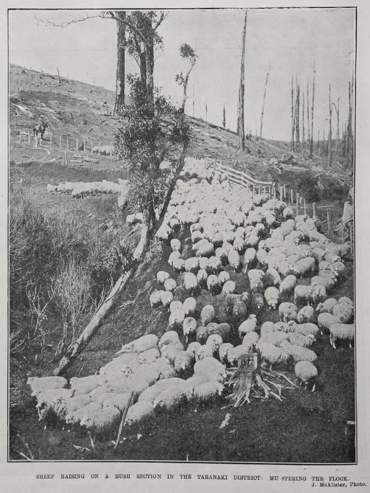 SHEEP RAISING ON A BUSH SECTION IN THE TARANAKI DISTRICT: MU STERING THE FLOCK