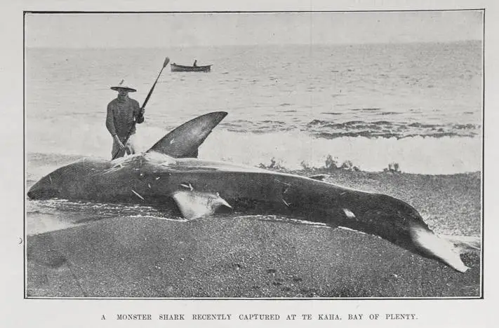 A MONSTER SHARK RECENTLY CAPTURED AT TE KAHA, BAY OF PLENTY