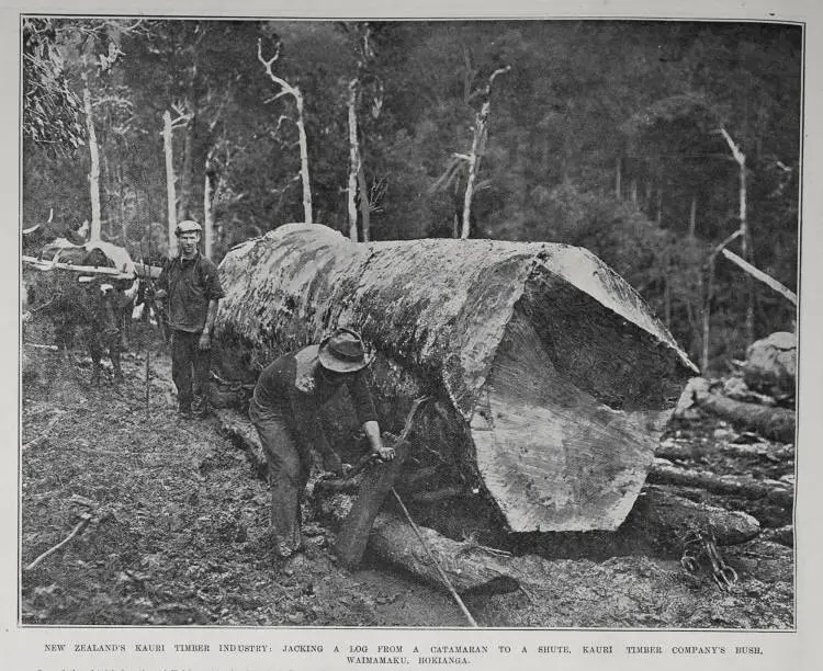 NEW ZEALAND'S KAURI TIMBER INDUSTRY: JACKING A LOG FROM A CATAMARAN TO A SHUTE, KAURI TIMBER COMPANY'S BUSH, WAIMAMAKU, HOKIANGA