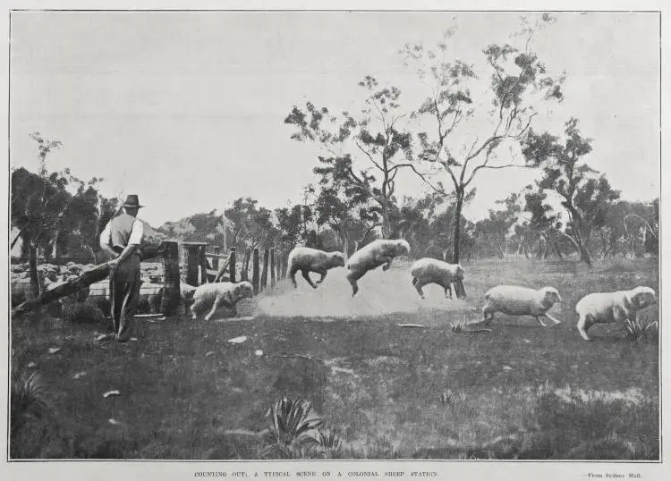 COUNTING OUT: A TYPICAL SCENE ON A COLONIAL SHEEP STATION