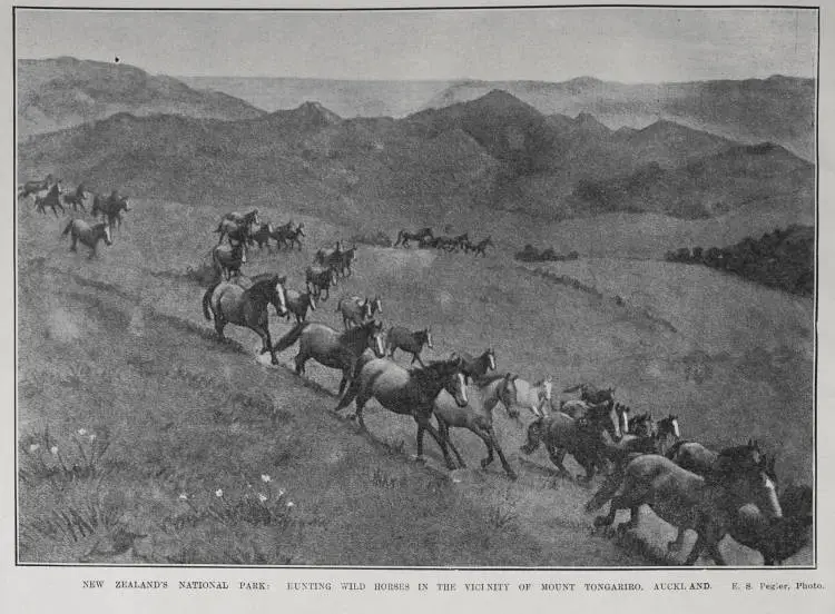 NEW ZEALAND'S NATIONAL PARK: HUNTING WILD HORSES IN THE VICINITY OF MOUNT TONGARIRO, AUCKLAND