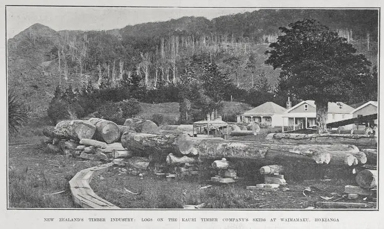 NEW ZEALAND'S TIMBER INDUSTRY: LOGS ON THE KAURI TIMBER COMPANY'S SKIDS AT WAIMAMAKU, HOKIANGA