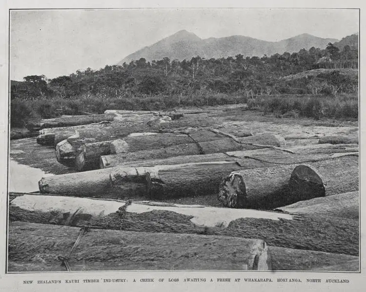 NEW ZEALAND'S KAURI TIMBER' INDUSTRY: A CREEK OF LOGS AWAITING A FRESH AT WHAKARAPA, HOKIANGA, NORTH AUCKLAND