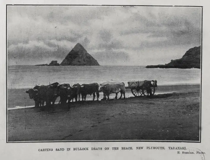 CARTING SAND IN BULLOCK DRAYS ON THE BEACH, NEW PLYMOUTH, TARANAKI