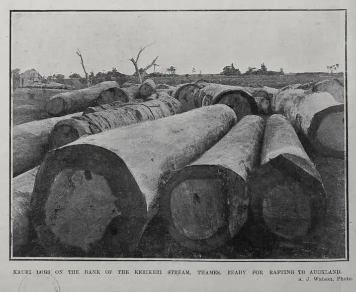 KAURI LOGS ON THE BANK OF THE KERIKERI STREAM, THAMES, READY FOR RAFTING TO AUCKLAND