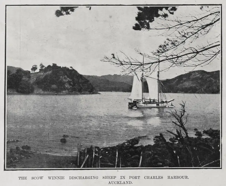 THE SCOW WINNIE DISCHARGING SHEEP IN PORT CHARLES HARBOUR, AUCKLAND