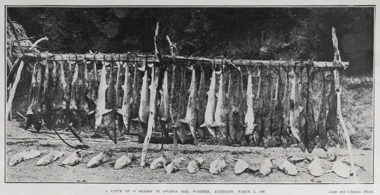 A catch of 54 sharks at Awaroa Bay, Waiheke, Auckland, March 3, 1906