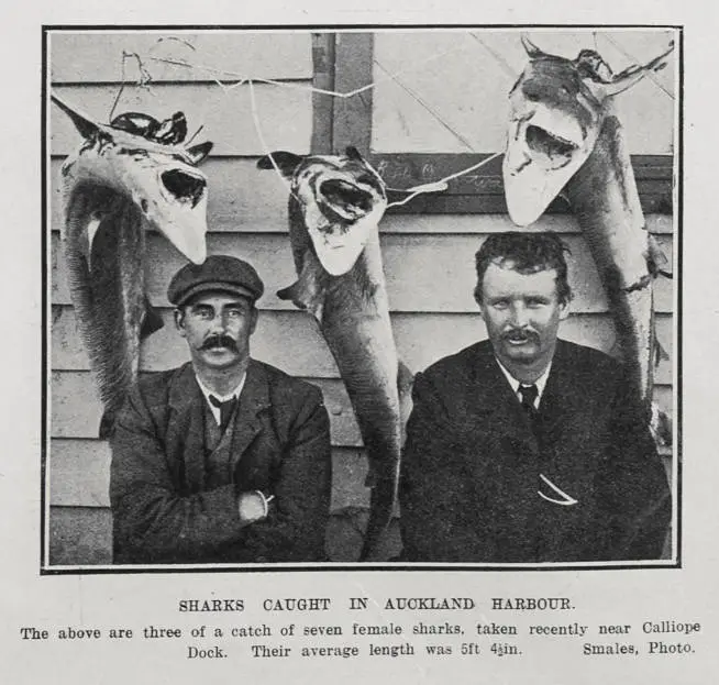 SHARKS CAUGHT IN AUCKLAND HARBOUR