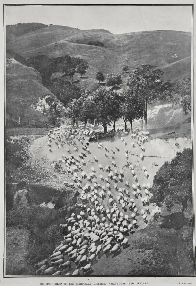 DROVING SHEEP IN THE WAIRARAPA DISTRICT, WELLINGTON, NEW ZEALAND