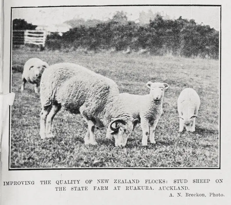 Improving The Quality Of New Zealand Flocks