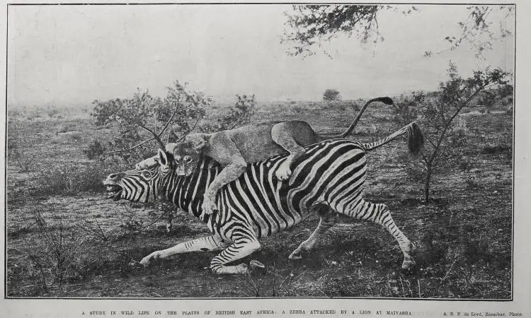 A Study In Wild Life On The Plains Of British East Africa