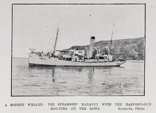 A Modern Whaler; The Steamship Hananui With The Harpoon-Gun Mounted On The Bows
