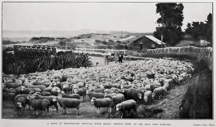 A Scene In Marlborough Province, South Island