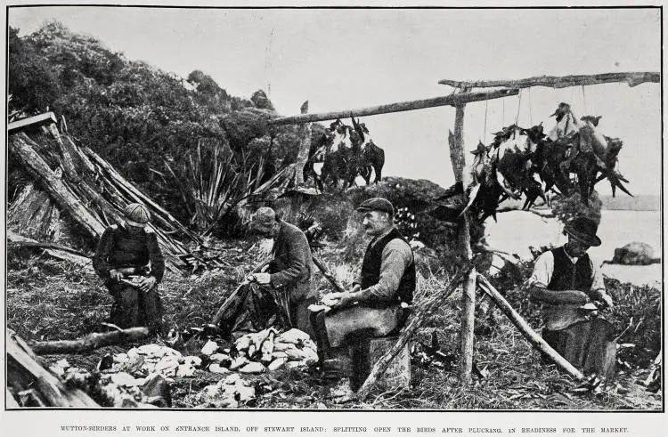 Mutton-Birders At Work On Entrance Island, Off Stewart Island
