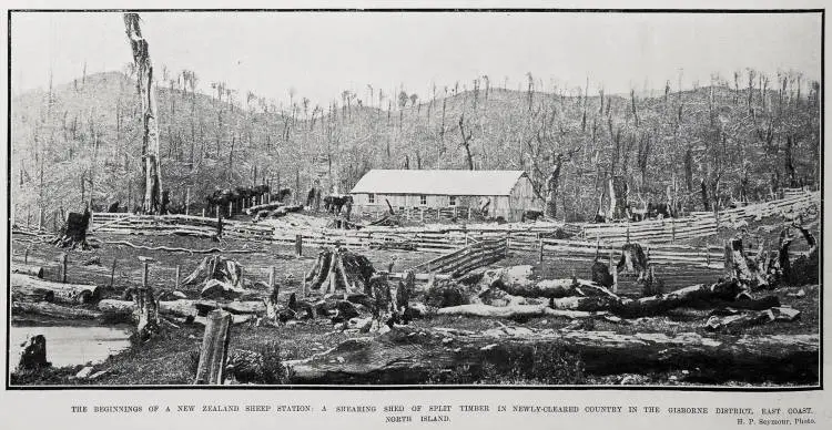 A Shearing Shed Of Split Timber In Newly-Cleared Country In The Gisborne District, East Coast