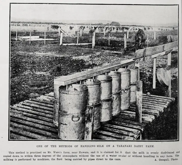One of the methods of handling milk on a Taranaki Dairy Farm