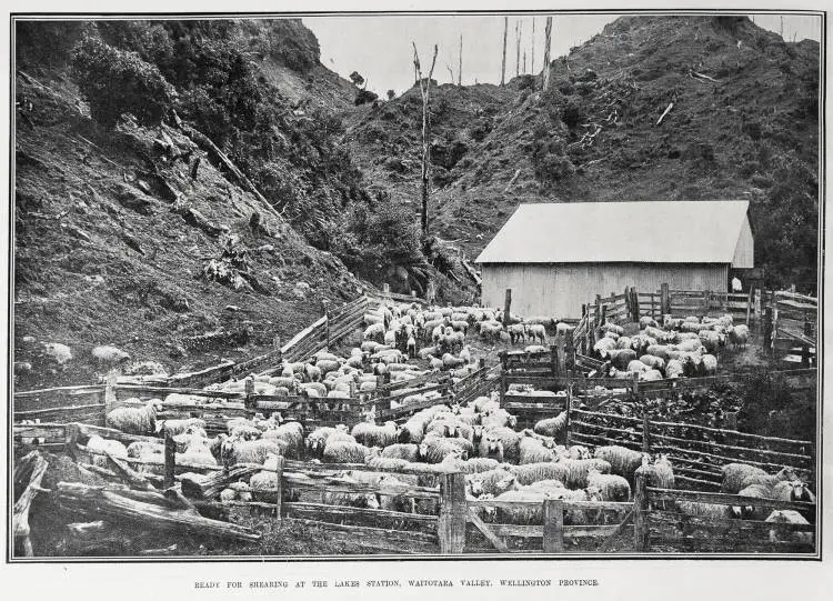 Ready For Shearing At The Lakes Station, Waitotara Valley, Wellington Province