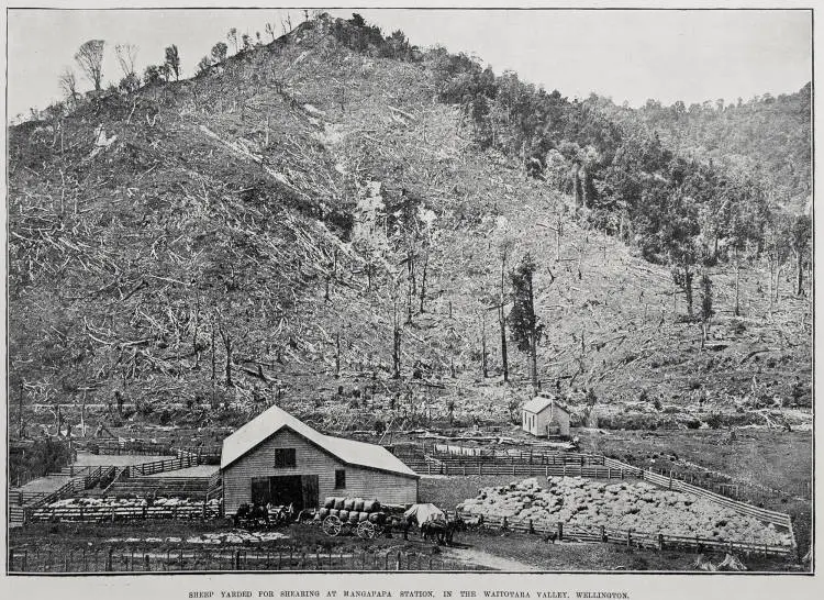 Sheep Yarded For Shearing At Mangapapa Station, In The Waitotara Valley, Wellington