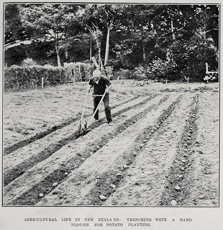 Agricultural Life In New Zealand