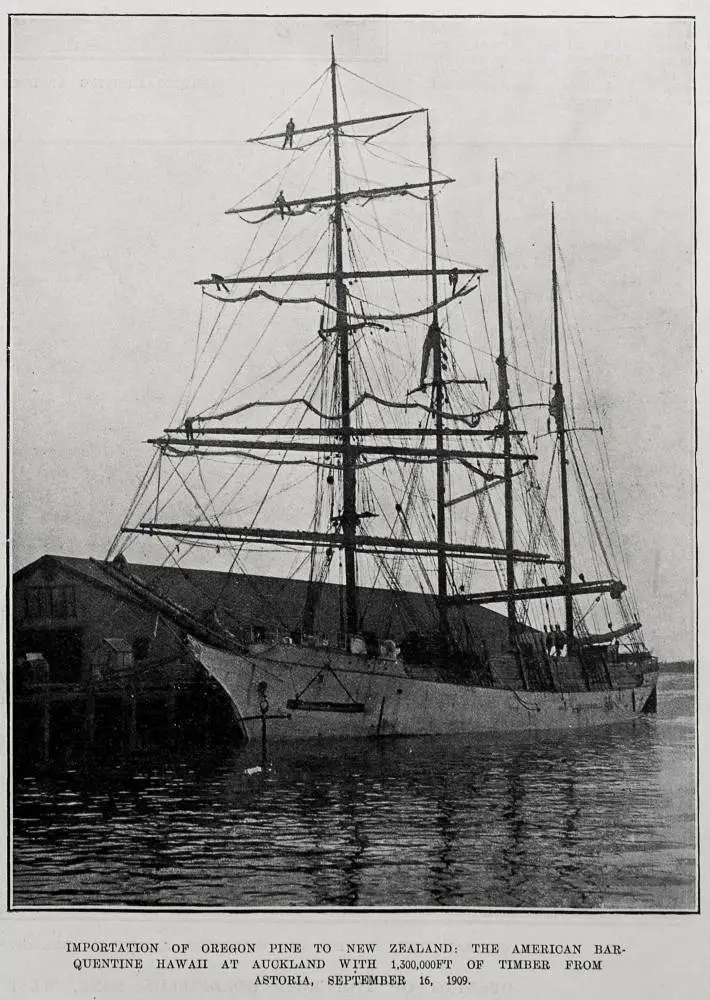 Importation Of Oregon Pine To New Zealand