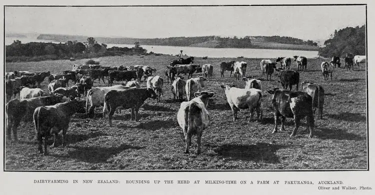 Dairy farming In New Zealand