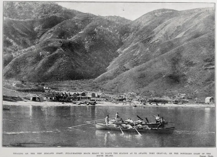 Whaling On The New Zealand Coast