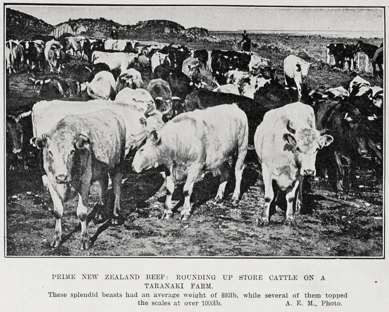Prime New Zealand Beef