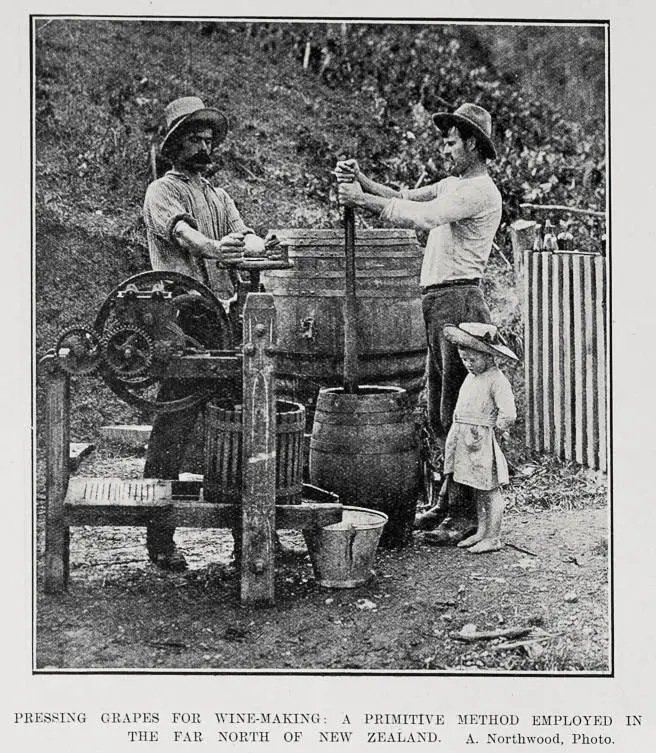 Pressing Grapes For Wine-Making