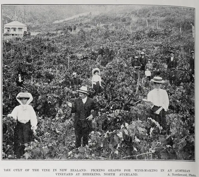 The Cult Of The Vine In New Zealand