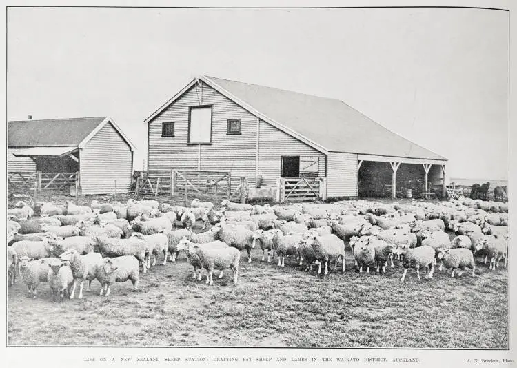 Life On A New Zealand Sheep Station