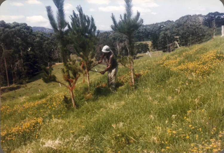 Neil Barr pruning tree at 'Beresford', near Kakanui, southern Kaipara Harbour.