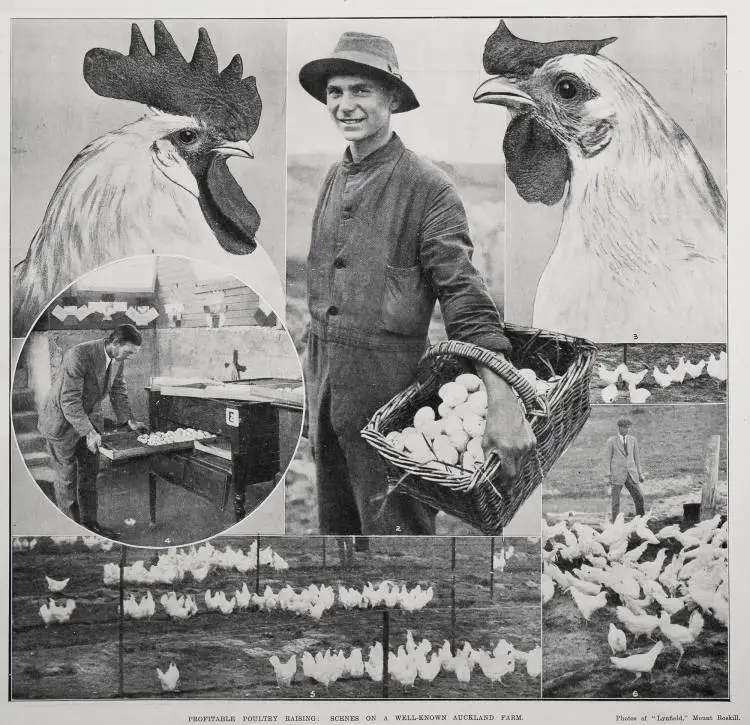 Profitable poultry raising