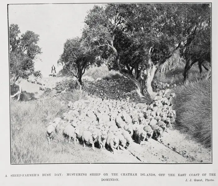 A sheep-farmer's busy day