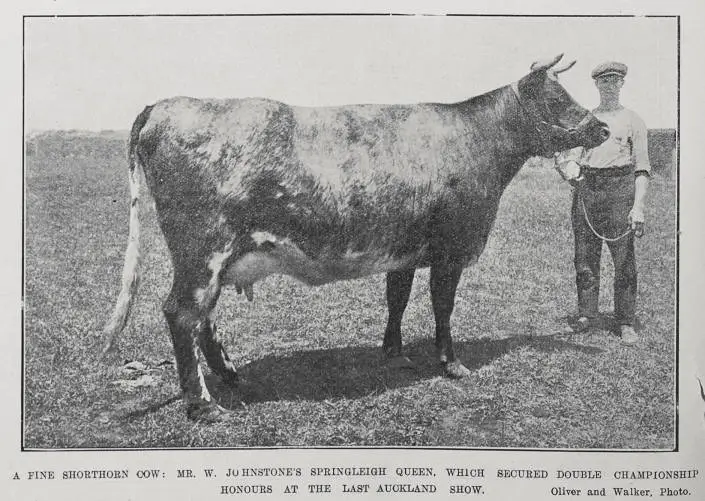 A fine shorthorn cow