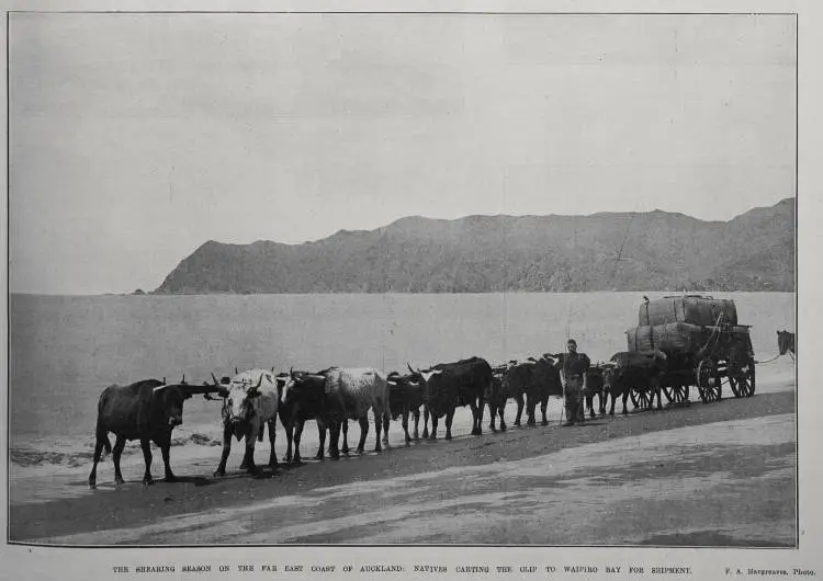 The Shearing Season On The Far East Coast Of Auckland