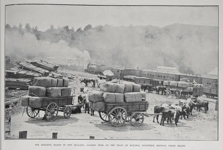 The Shearing Season In New Zealand