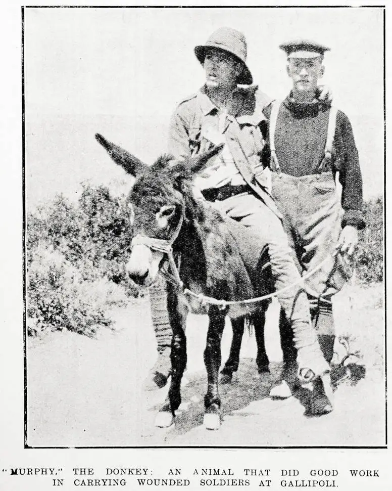 'Murphy' the donkey: an animal that did good work in carrying wounded soldiers at Gallipoli