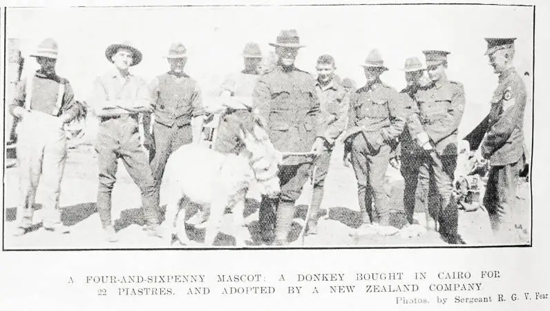 A four-and-sixpenny mascot: a donkey bought in Cairo for 22 piastres, and adopted by a New Zealand company