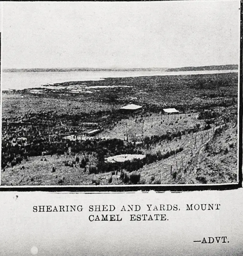 Shearing shed and yards, Mount Camel Estate