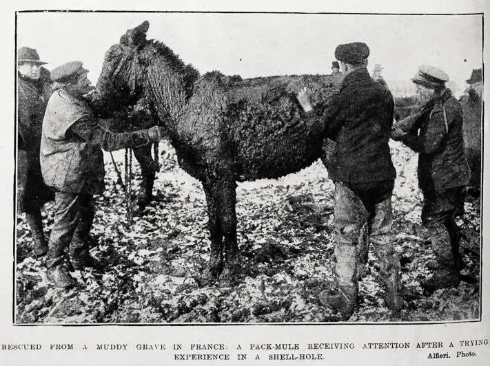 Rescued from a muddy grave in France: a pack-mule receiving attention after a trying experience in a shell-hole