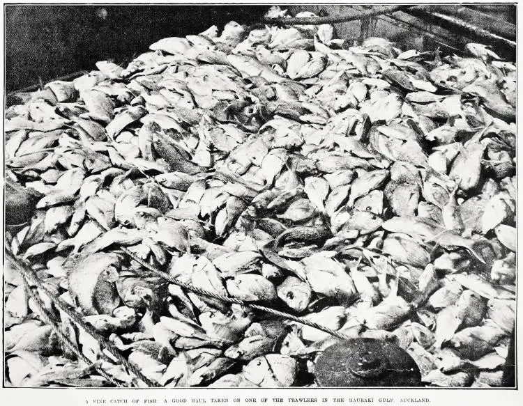A fine catch of fish: a good haul taken on one of the trawlers in the Hauraki gulf, Auckland