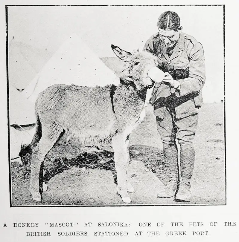 A donkey 'mascot' at Salonika: one of the pets of the British soldiers stationed at the Greek port