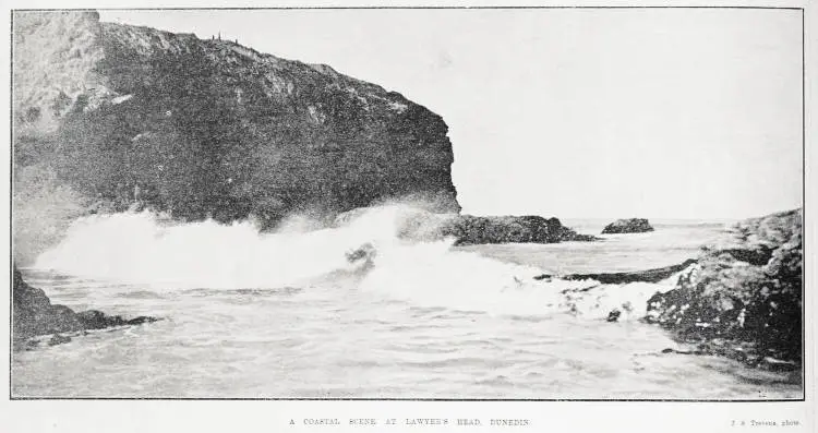 A coastal scene at Lawyer's Head, Dunedin